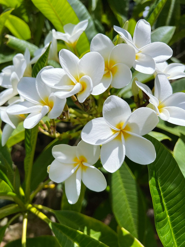 Close-up of several white plumeria flowers and green leaves.