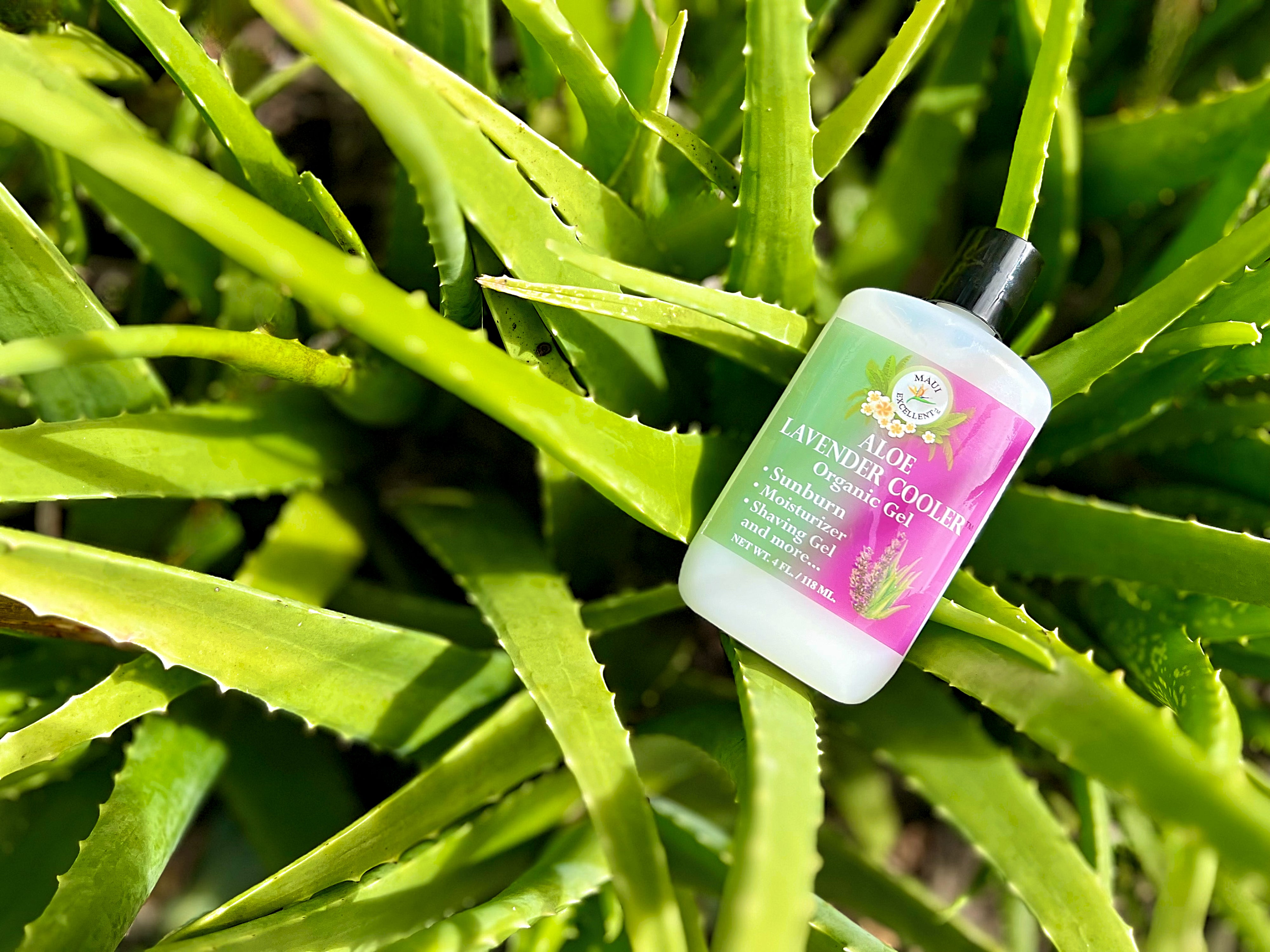 Maui Excellent Aloe Lavender Cooler nestled atop an aloe vera plant.